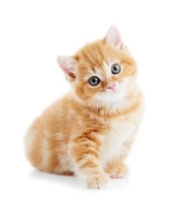 159706-357x421-kitten